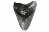Bargain, Fossil Megalodon Tooth - South Carolina #181124-1